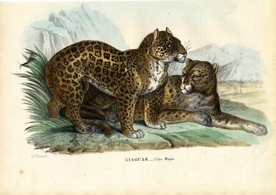 Jaguar, 1863-79 - Raimundo Petraroja